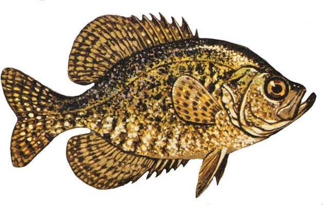 Black Crappie — Brown County, Nebraska
