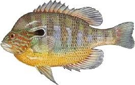 Bluegill — Washington County, Utah