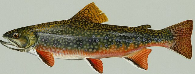 Brook Trout — Iron County, Utah