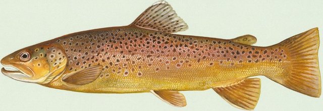 Brown Trout — Wayne County, Pennsylvania