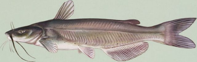 Channel Catfish — Washington County, Ohio