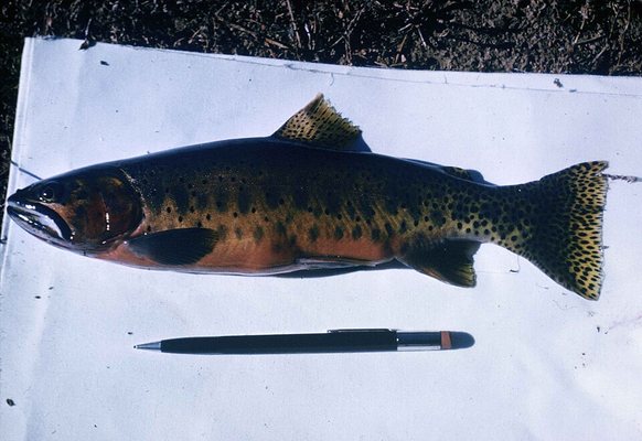 Cutthroat Trout — Kane County, Utah