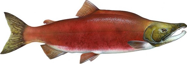 Kokanee — Morgan County, Utah