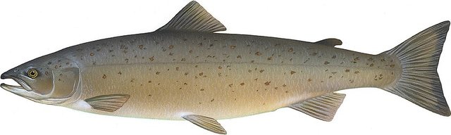 Landlocked Salmon — Windham County, Vermont