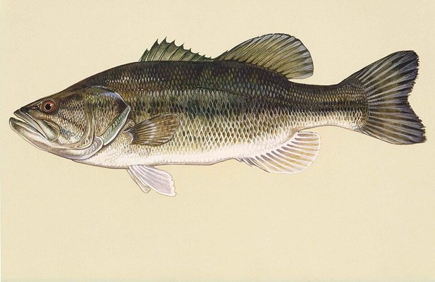 Largemouth Bass — Washington County, Utah