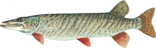 Muskellunge — Carroll County, Ohio