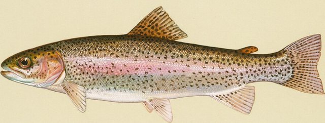 Rainbow Trout (Triploid) — Gem County, Idaho