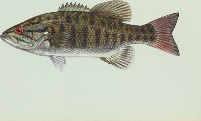 Smallmouth Bass — Morgan County, Utah