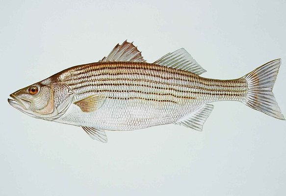 Striped Bass — Duval County, Florida