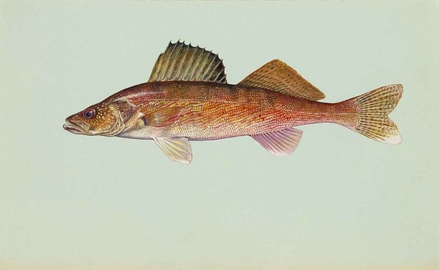 Walleye — Keith County, Nebraska