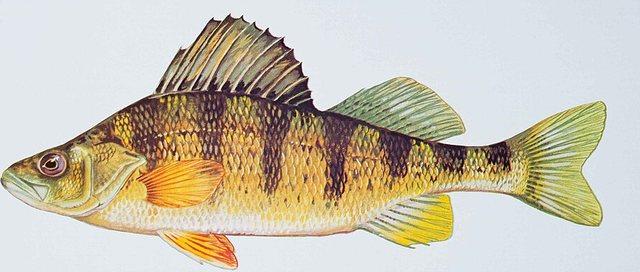 Yellow Perch — Brown County, Nebraska